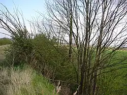 Cavalier minier[Où&nbsp;?].