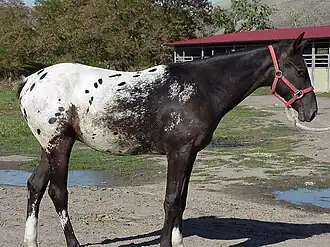 Un cheval à la réserve des Nez-Percés