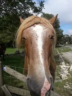 Tête d'un cheval roux et blanc en gros plan