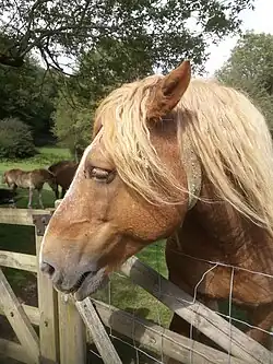 Tête d'un cheval roux et blanc en gros plan