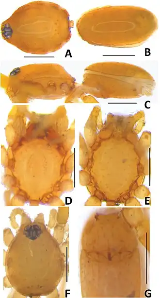 Description de l'image Cavisternum bom (10.3897-evolsyst.2.25200) Figure 1.jpg.