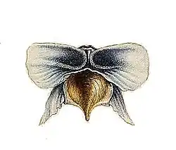 Cavolinia tridentata.