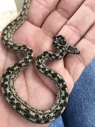 Description de l'image Cayman Dwarf Boa being held.jpg.