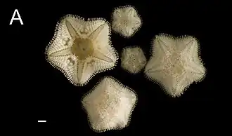 Caymanostella sp., une Caymanostellidae.