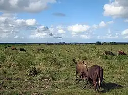 Bovidés en prairie sur fond d'usine