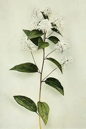 Description de l'image Ceanothus americanus WFNY-126.jpg.
