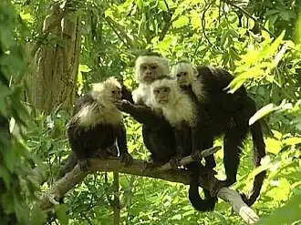4 singes installés sur une branche