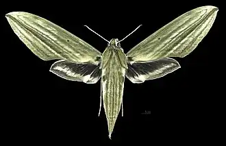 Avers de la femelle (coll.MHNT)