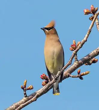 Description de l'image Cedar waxwing in Green-Wood Cemetery (55650).jpg.
