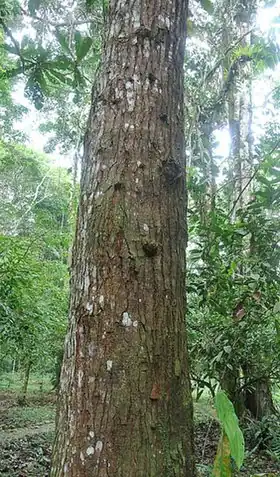 Description de cette image, également commentée ci-après