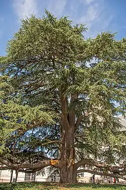 Jardin du Musée des Beaux-Arts de Tours, cèdre du Liban.