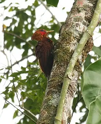 Description de l'image Celeus_castaneus_-Costa_Rica_-male-8.jpg.