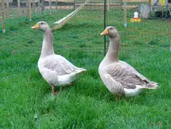 Couple d'oies de Celle.