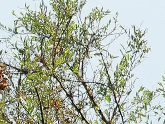 Description de l'image Celtis tala canopy1.jpg.