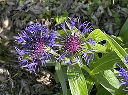 Centaurea cyanus L. ― Centaurée bluet.