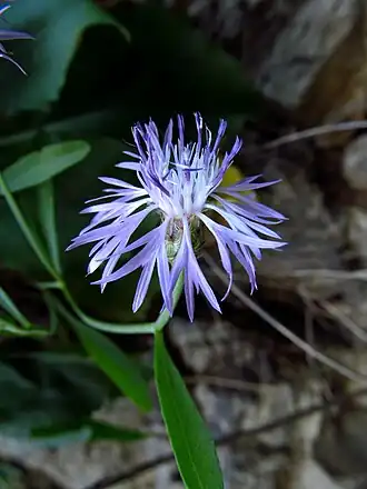 Description de l'image Centaurea derventana IMG 4251.jpg.
