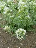 Centranthus ruber f. 'albus'