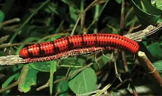 Description de cette image, également commentée ci-après