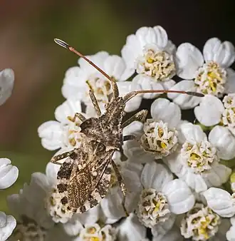 Centrocoris variegatus