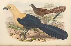 Description de l'image Centropus milo.jpg.