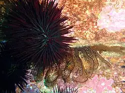 Centrostephanus rodgersii