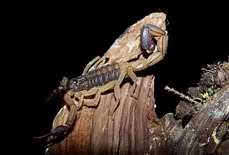 Description de l'image Centruroides-margaritatus.jpg.