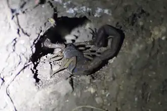 Description de l'image Centruroides fallassisimus cropped.jpg.