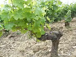 Le cep de vigne est sans doute la plus ancienne forme de trogne que l’on puisse rencontrer.