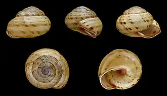 Cepaea sylvatica