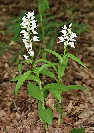 Description de cette image, également commentée ci-après