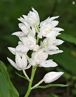 C. caucasica