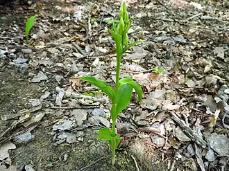 Plante et boutons floraux.
