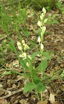 Céphalanthère à grandes fleurs.
