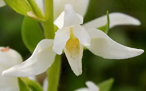 C. epipactoides
