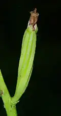 Macrophotographie en couleurs d'un fruit vert et allongé tordu sur lui-même et surmonté de petits pétales séchés bruns.