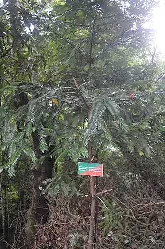 Description de l'image Cephalotaxus griffithii at Reiek.jpg.
