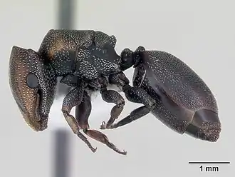 Description de l'image Cephalotes angustus casent0173660 profile 1.jpg.