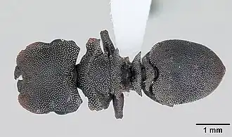 Description de l'image Cephalotes borgmeieri casent0173664 dorsal 1.jpg.