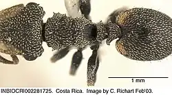 Description de l'image Cephalotes peruviensis.jpg.