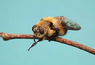 Cephenemyia phobifer