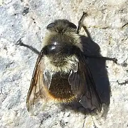 Cephenemyia pratti