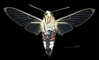 Face ventral e la femelle(coll.MHNT)