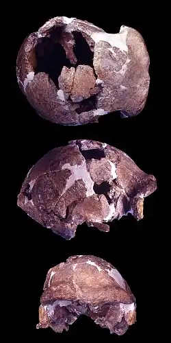 Le fossile actuel, selon la reconstruction de 2000