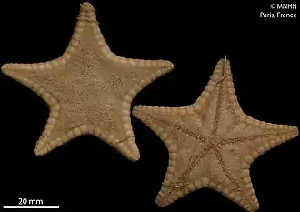 Alloceramaster grenadensis