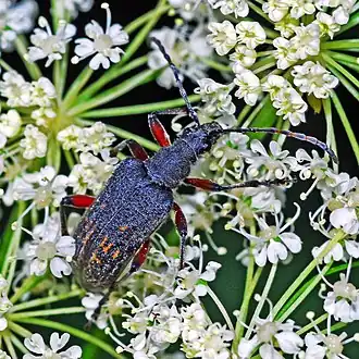 Description de l'image Cerambycidae - Evodinus clathratus.JPG.