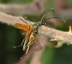 En vol (Gênes, Italie)