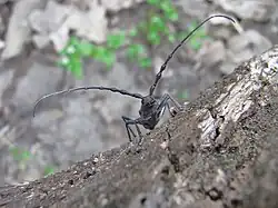 Photographie en couleurs d'un insecte aux logues antennes vu de face.