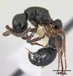 Lioponera suscitata.