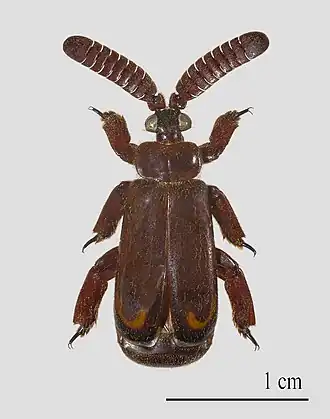Cerapterus pilipennis - Zambie.