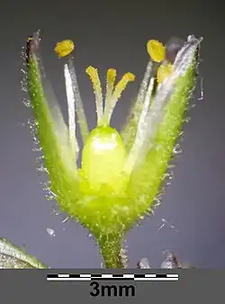 Détails de la fleurs, avec les trois styles caractéristiques.